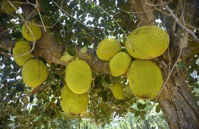 Jackfruit- The Jack of all tastes