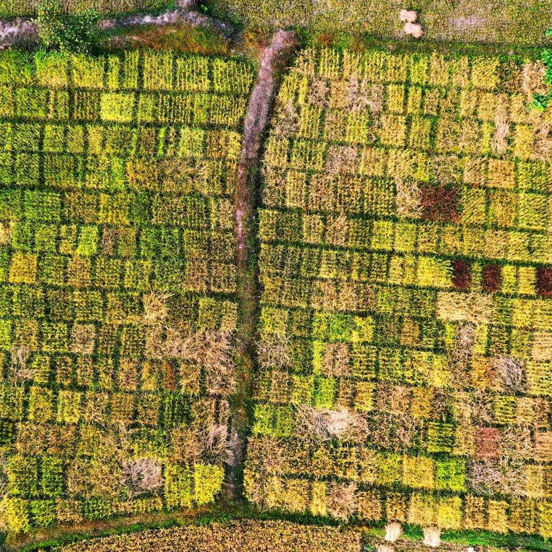 Celebrating Rice Diversity!