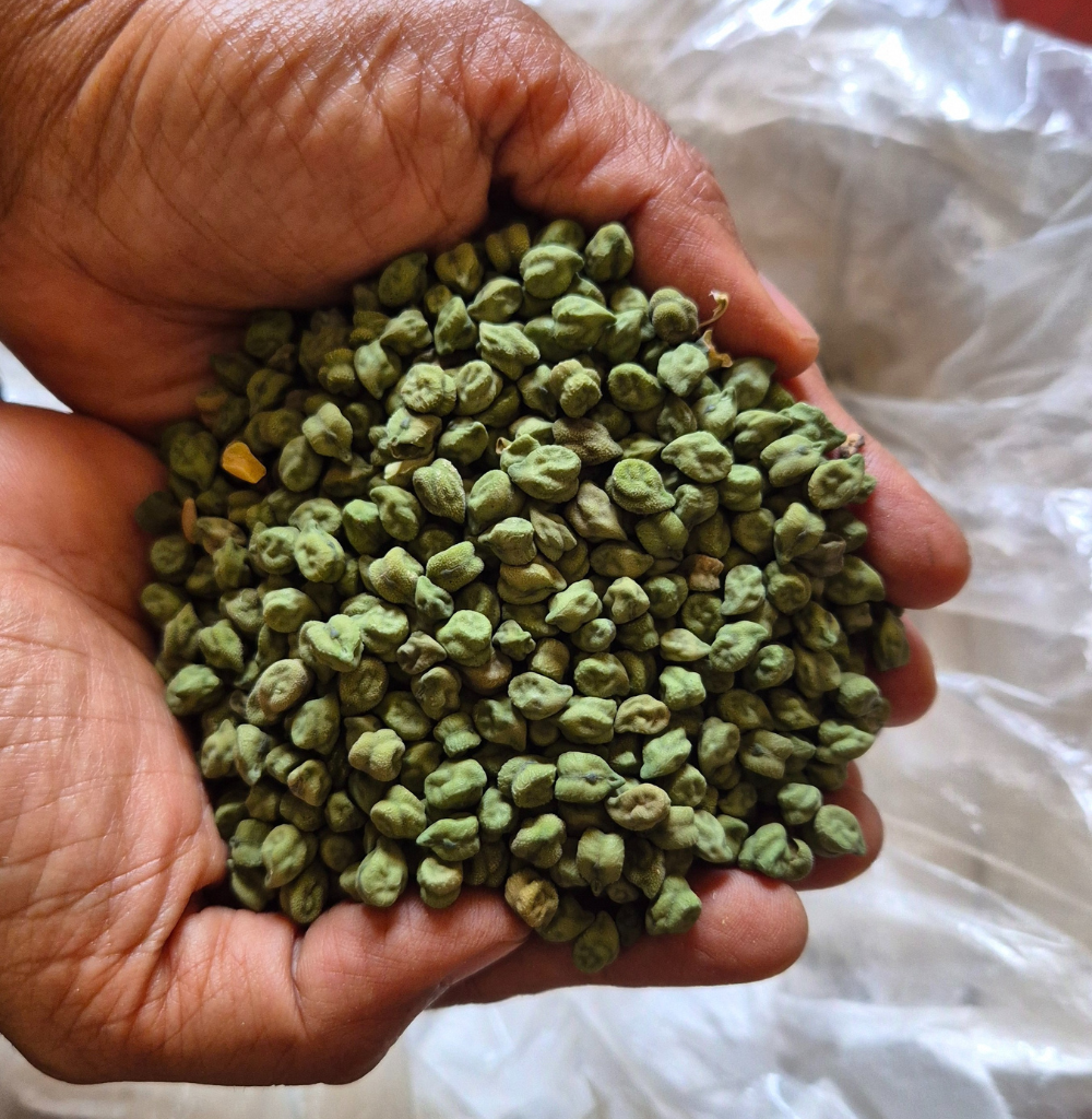 Green Bengal Gram