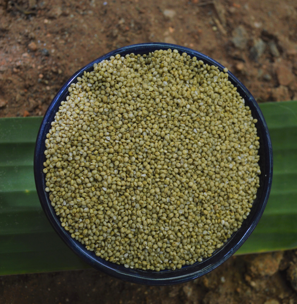 Buy organic Browntop millet online at Bio Basics 