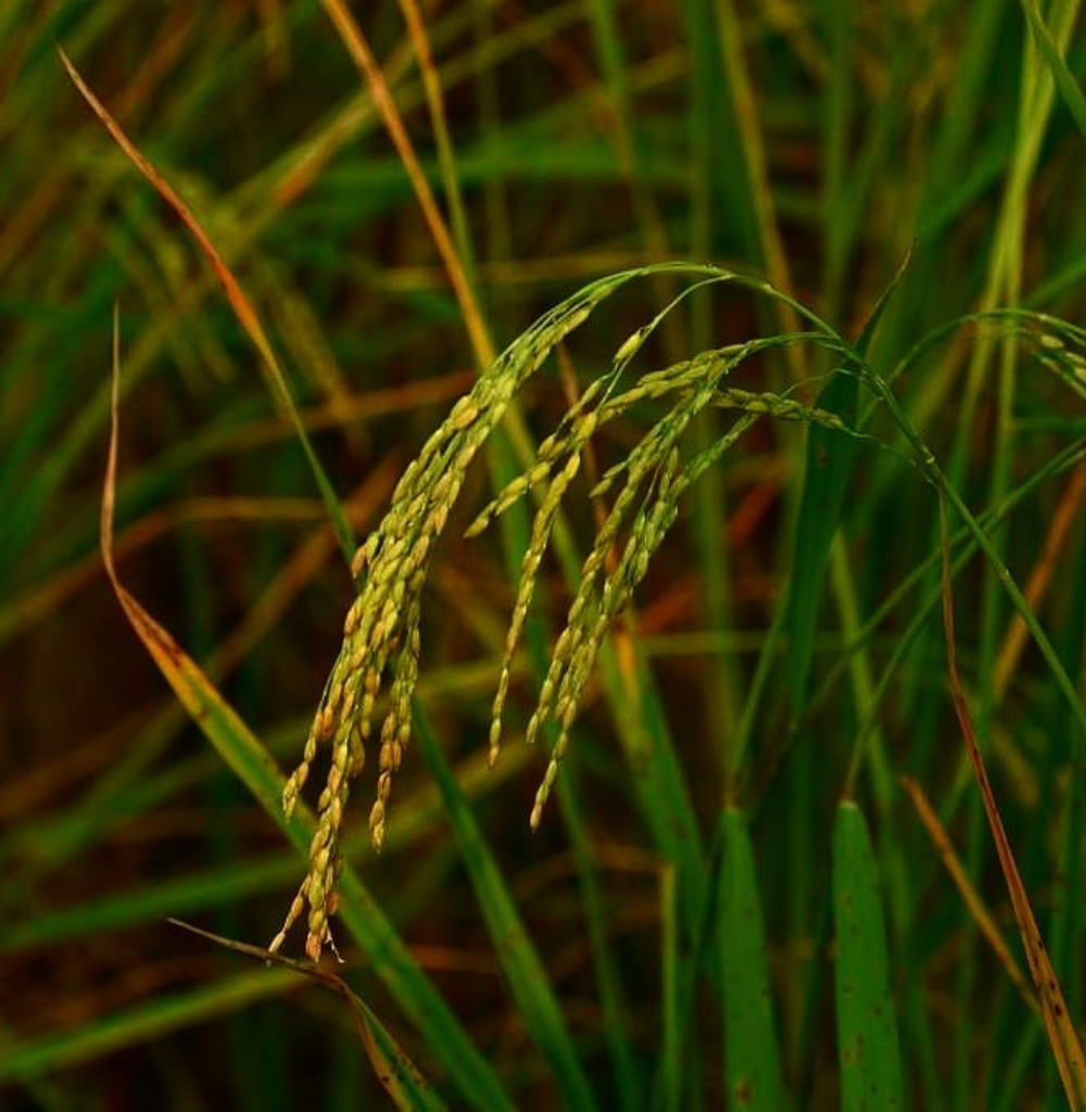 Buy organic gobindo bhog fragrant rice online at Bio Basics