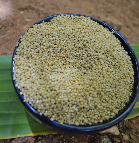 Order organic Browntop millet online at Bio Basics 