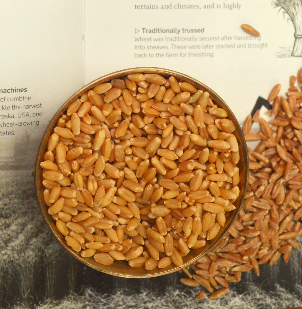 Chandausi Wheat