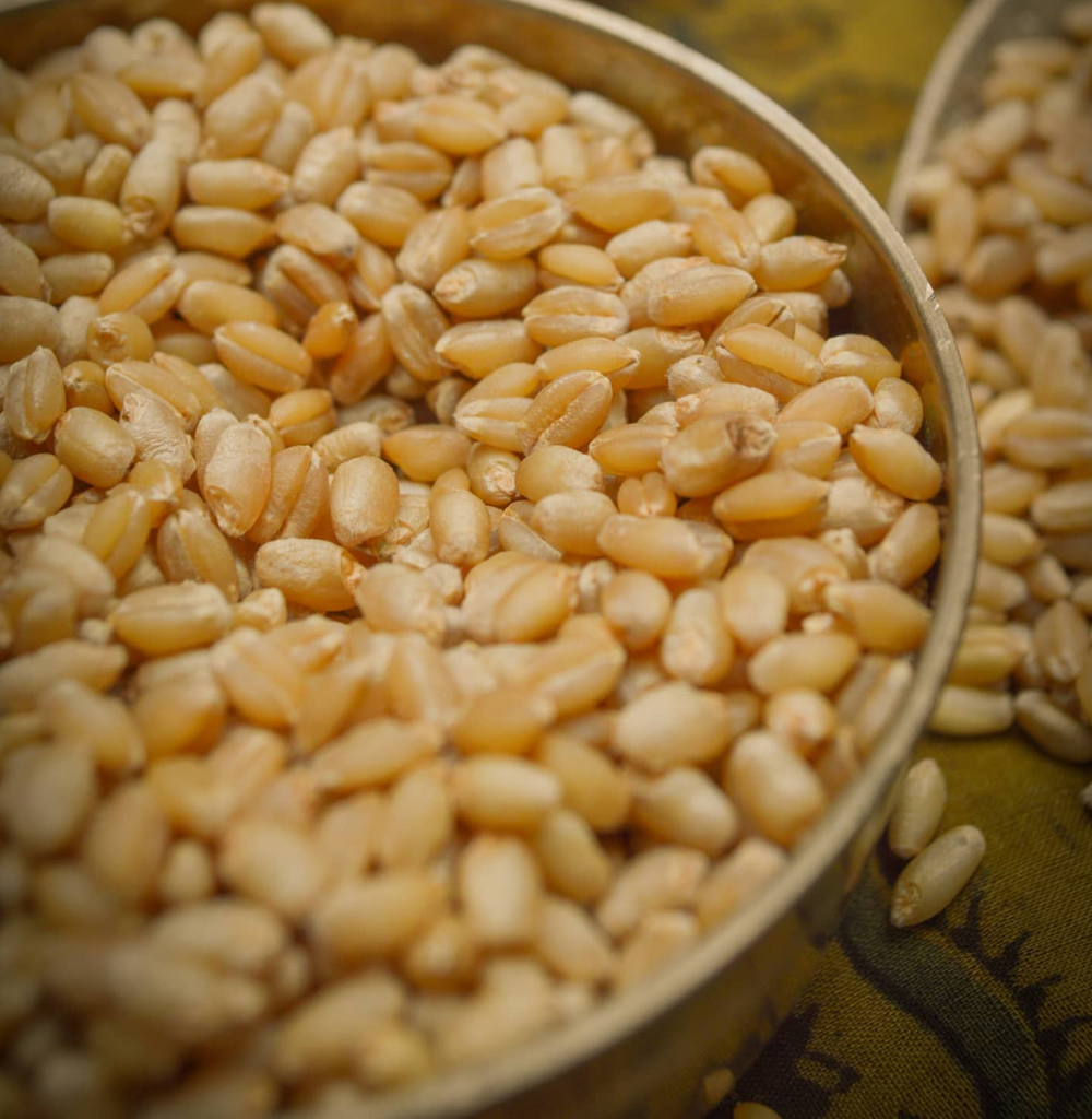 Sharbati wheat