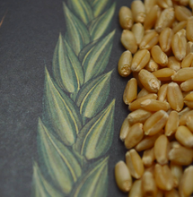 Load image into Gallery viewer, Sharbati wheat

